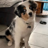 Jody, chienne à adopter