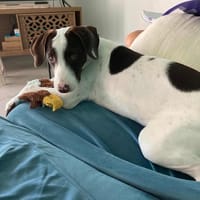 Miss LOVELY, chienne à adopter