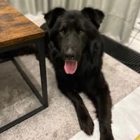 Togo, pies do adopcji