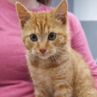 Garfield, kot do adopcji