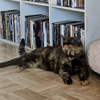 mila, chatte à adopter