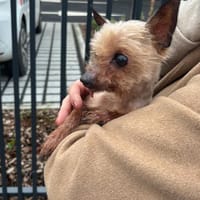 bibiche miss, chienne à adopter