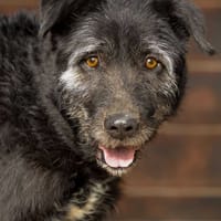 BUMBLE (Maria), chien à adopter