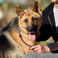 DOROTHY (Maria), chienne à adopter