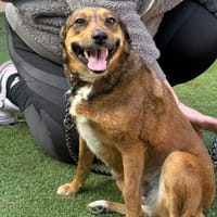 JACINTA  (Martina), chienne à adopter