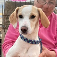 DANA  (Martina), chienne à adopter