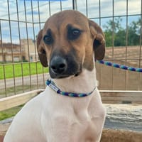 DEXTER  (Martina), chien à adopter