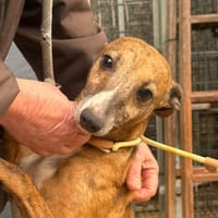 SCOTT  (Martina), chien à adopter