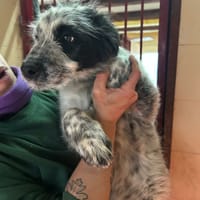 ERROL, chien à adopter