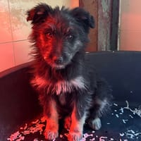 EDEN, chienne à adopter