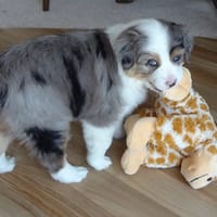 Anny, chienne à adopter