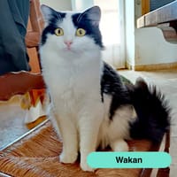 Wakam, chat à adopter