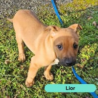 Lior, chienne à adopter