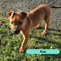 Koa, chien à adopter