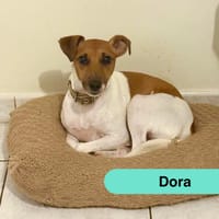 Dora, chienne à adopter