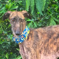 AMREN, chienne à adopter