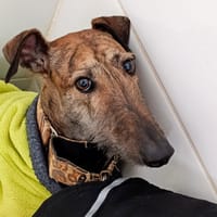 FEYRE, chienne à adopter