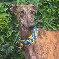 ROBE, chien à adopter