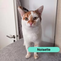 Noisette, chatte à adopter