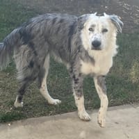 ATHENA, chienne à adopter