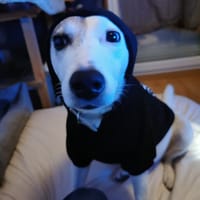 ZOE, chienne à adopter