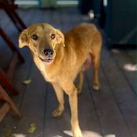Zéri, femelle berger créole, née le 01/01/2024, chienne à adopter