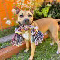 Omy, mâle croisé berger, né le 31/01/2024🐶, chien à adopter