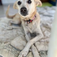 Belcha, femelle X créole née le 01/03/2013, chienne à adopter