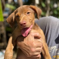 Jagger, mâle croisé berger, né le 05/12/2025, chien à adopter