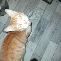 Aladin chat adulte  roux, chat à adopter