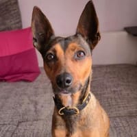 Cane1 sucht ein Zuhause, Hündin zur Adoption