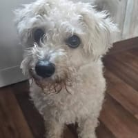 Leo sucht ein hundeerfahrenes Zuhause!, Hund zur Adoption