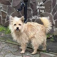 Leo  7 kg , sucht sein Für-immer-Zuhause, Hund zur Adoption