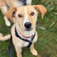 mittelgroße Hündin, Kiani in Berlin, Hündin zur Adoption