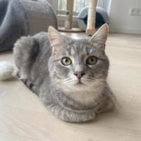 Cielo wünscht sich liebe Menschen, Kater zur Adoption