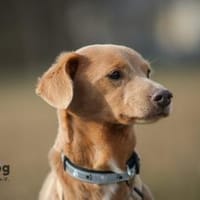 Oscar - ein kleiner Notfall sucht Dich, Hund zur Adoption