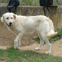 Chanel möchte zu Ihrer Familie gehören, Hündin zur Adoption