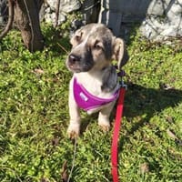 Tolles Kerlchen sucht Körbchen, Hund zur Adoption