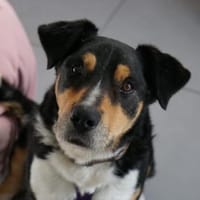 Aktiver Senior Maik1 sucht ein Zuhause, Hund zur Adoption