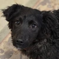 Wer gibt LOCCO ein Zuhause?, Hund zur Adoption