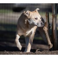 Maron - wartet in 99427 Weimar, Hund zur Adoption