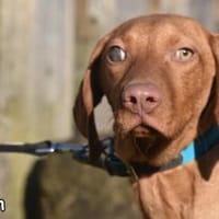 BARON, Hund zur Adoption