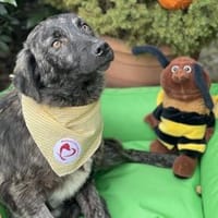 Pippo, Hund zur Adoption