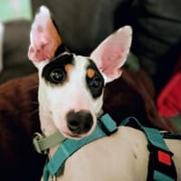 Anhänglicher Smiley2 sucht ein Zuhause, Hund zur Adoption