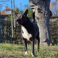 ❤Lucky -Gentleman im schwarzen Frack..., Hund zur Adoption