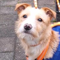 Welpenjunge Klim1 sucht ein Zuhause, Hund zur Adoption