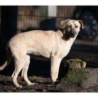 Kailey - wartet in 99427 Weimar, Hündin zur Adoption