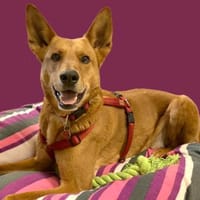 RED TEDDY ein aktiver, freundlicher Rüde, Hund zur Adoption