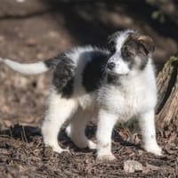 Carah - wartet in 99427 Weimar, Hündin zur Adoption