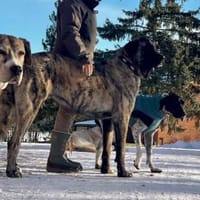 Sinan - sanfter Riese sucht Familie, Hund zur Adoption